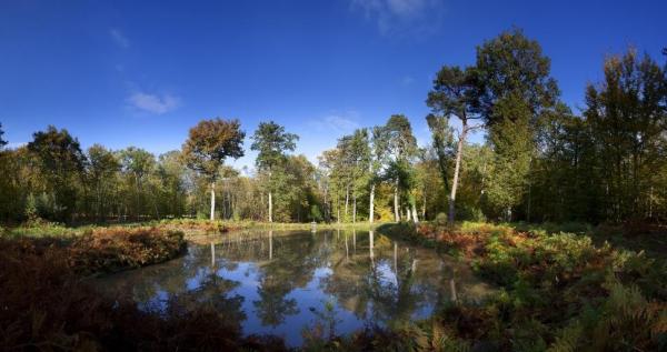 Forêt d'Orléans