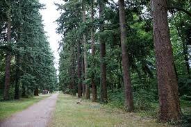 Allée des Sapins et Bois de Concyr