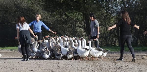 Animal acteur academy